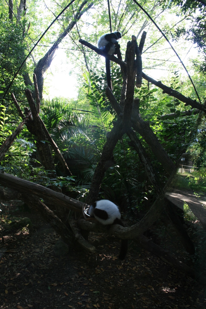 Black and white ruffed lemurs