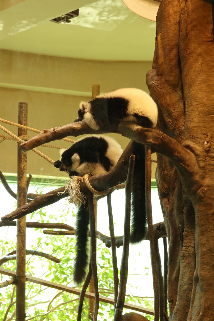 Black-and-white Ruffed Lemurs