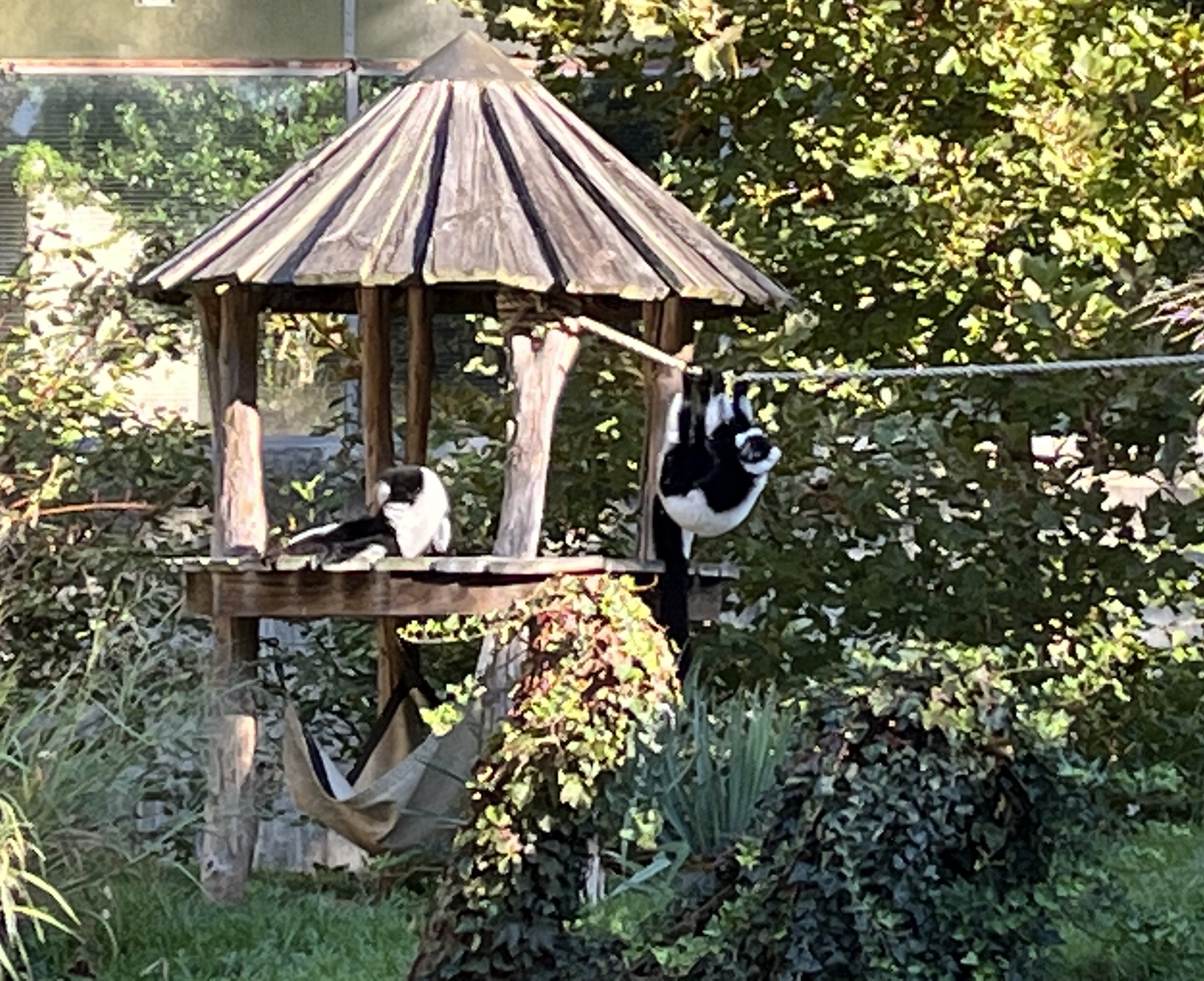 Black and white ruffed lemurs