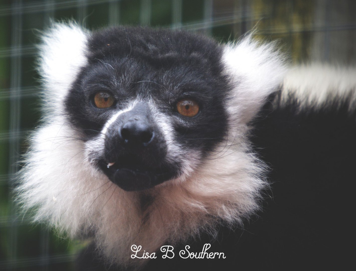 Black and White ruffed lenur