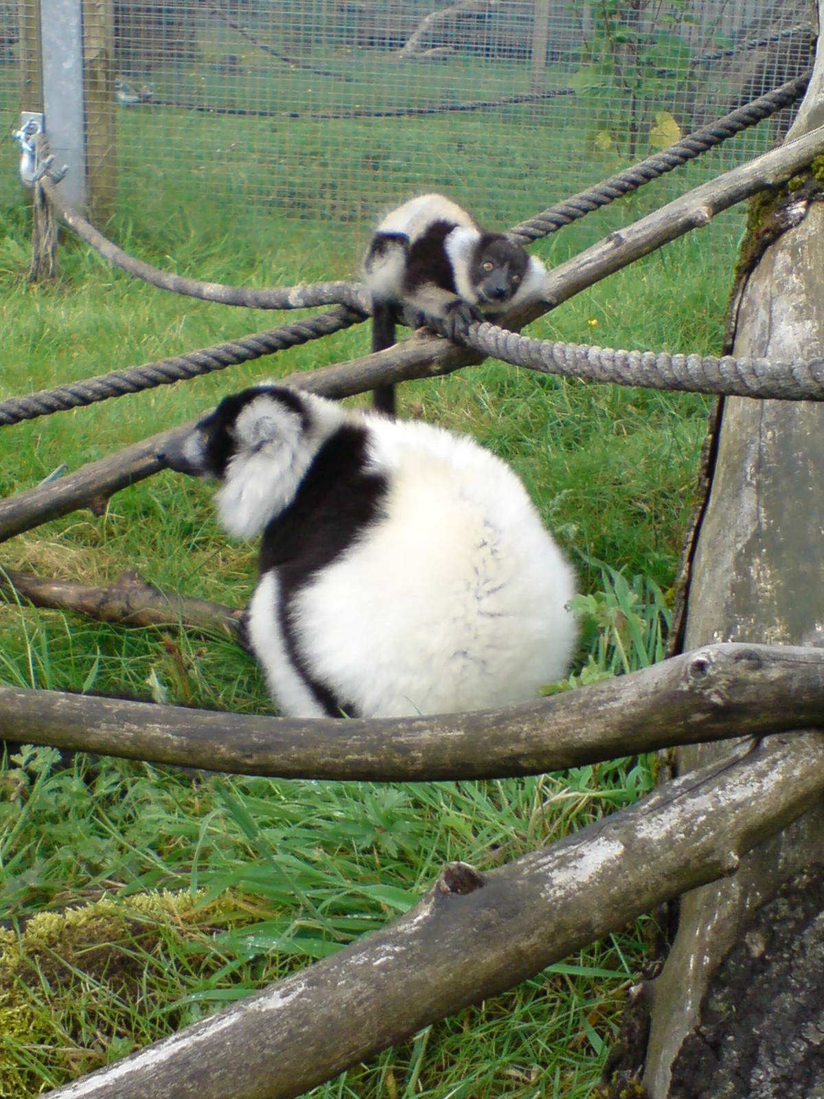 black and white ruffed with baby