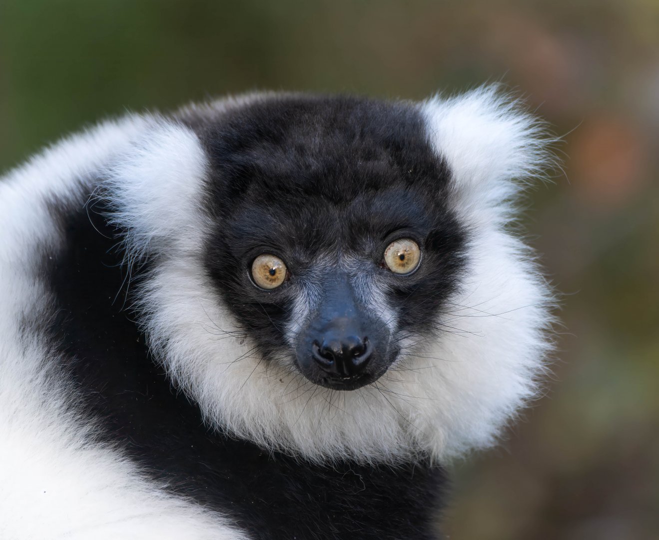 Black and white ruffled lemur, Dudley, UK