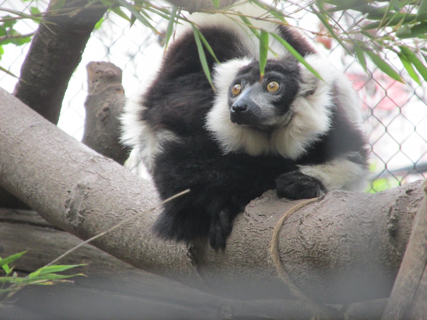 black and white ruffled lemur