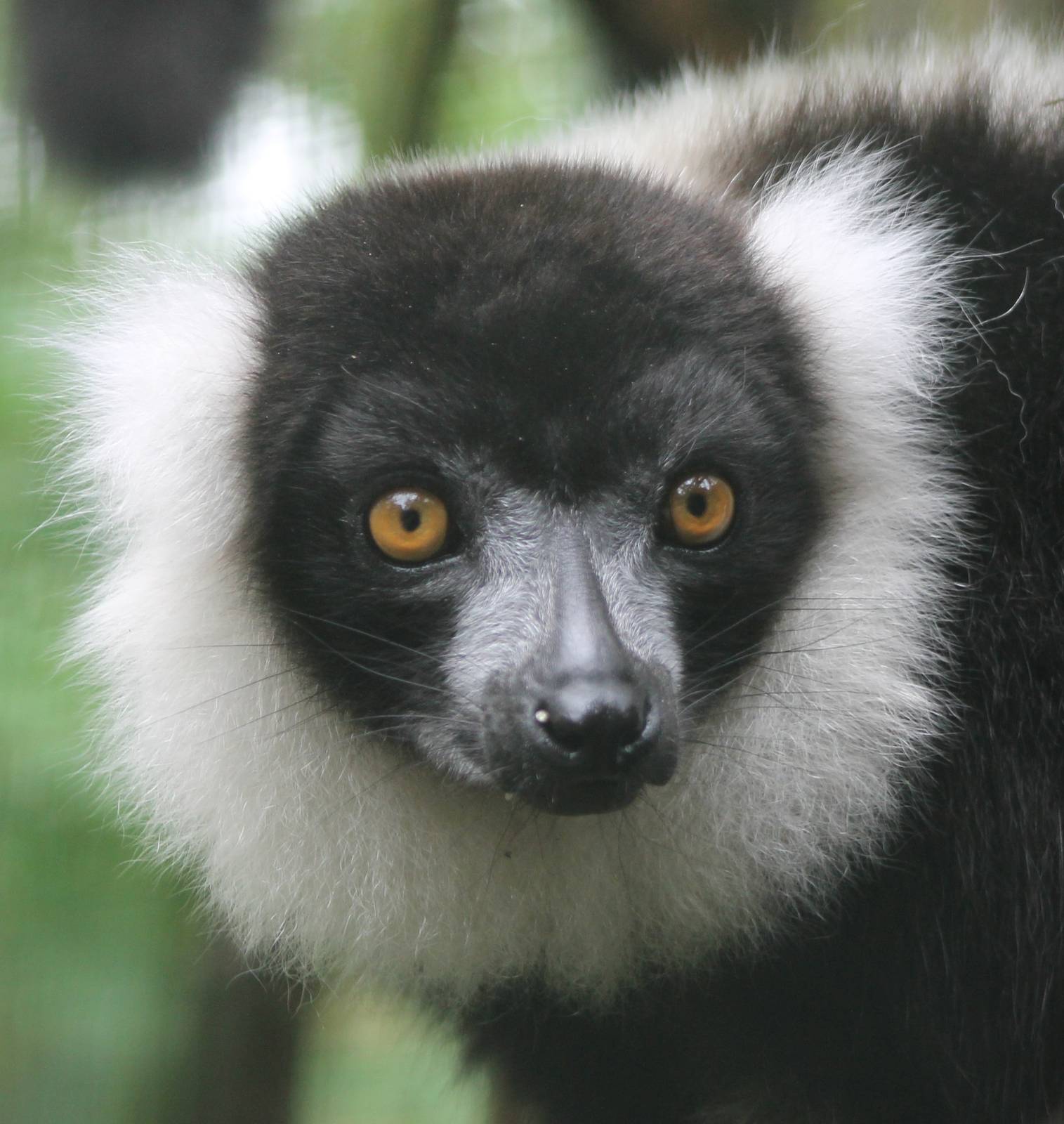 Black and white ruffted lemur