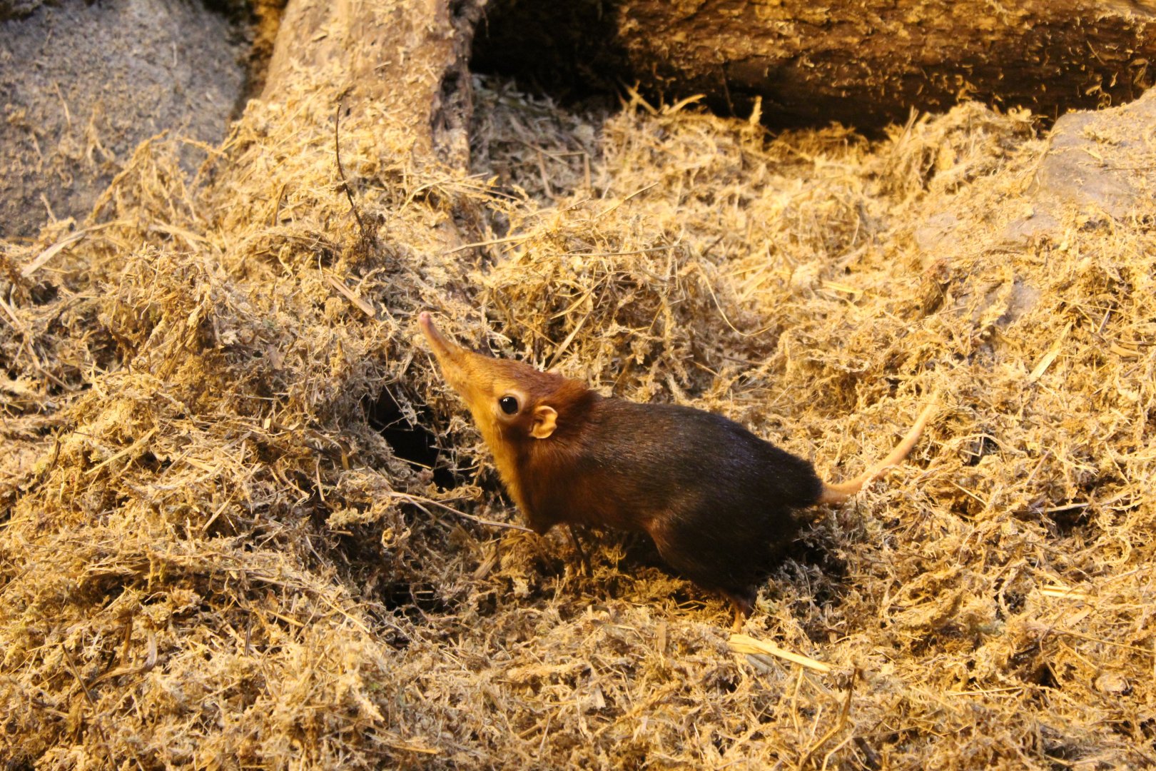 Black and White Rufous Elephant Shrew