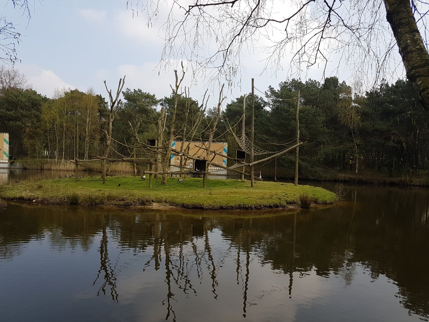 Black-and-white rufted lemur island