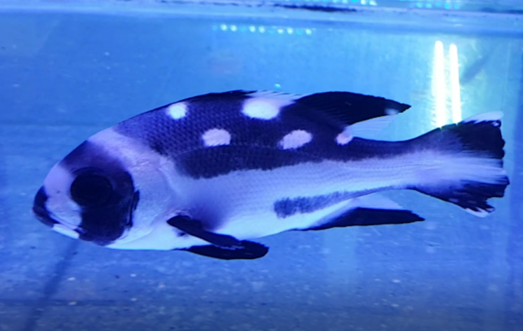 Black-and-white seaperch  -  Macolor niger - Young