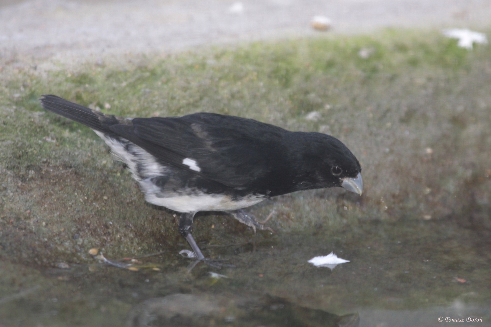 Black-and-white Seedeater (Sporophila luctuosa) male