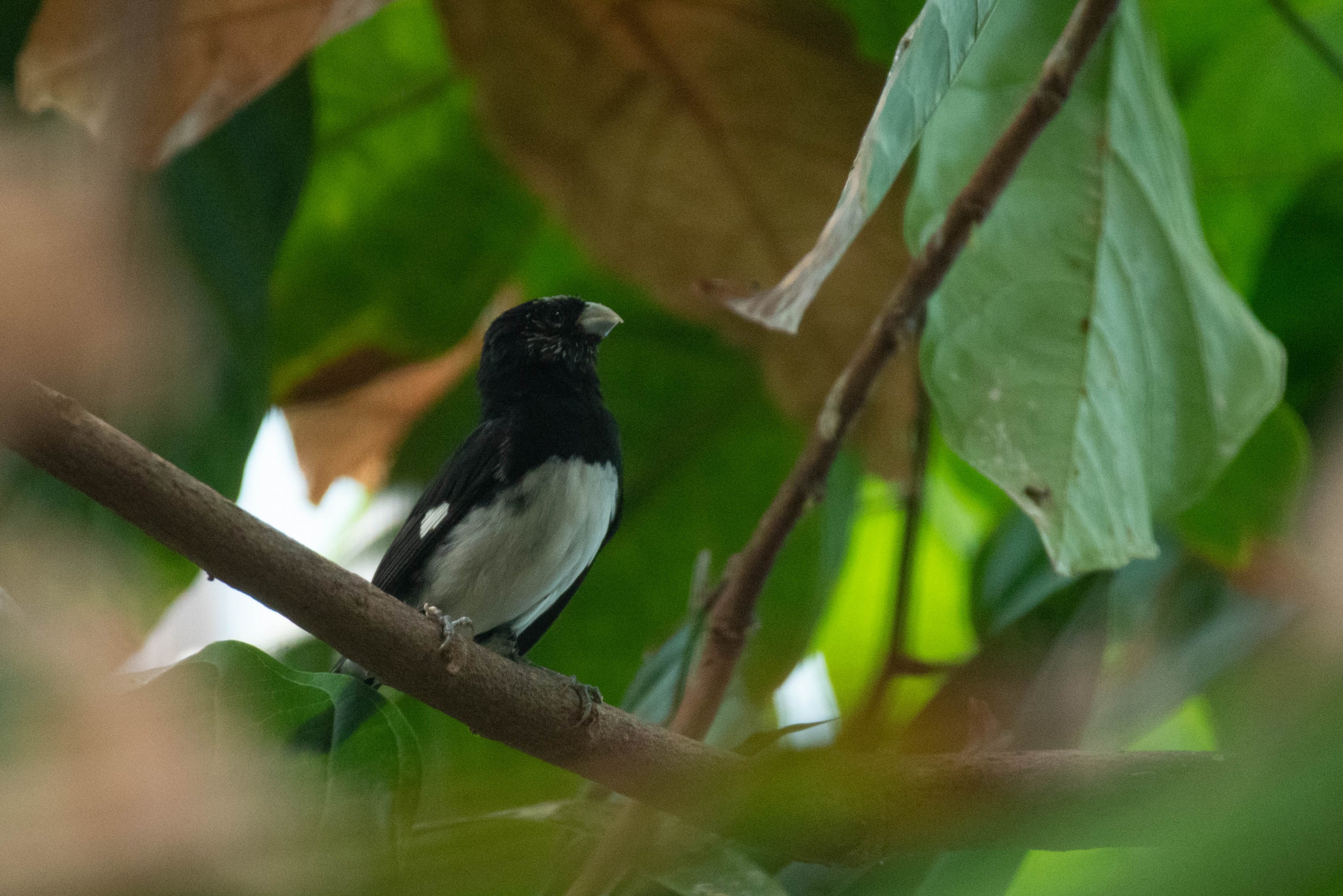 Black-and-white seedeater - Sporophila luctuosa