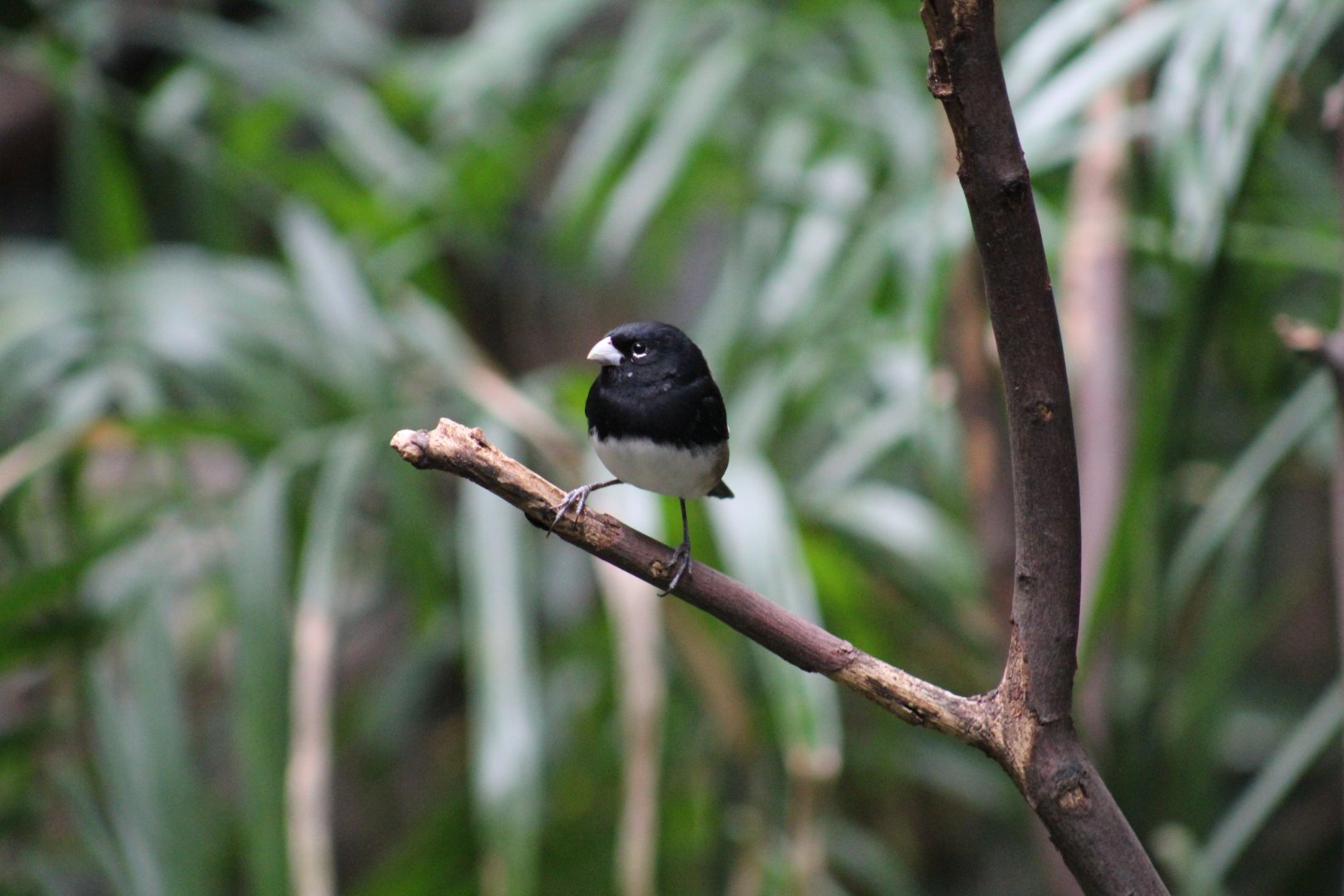 Black-and-White Seedeater