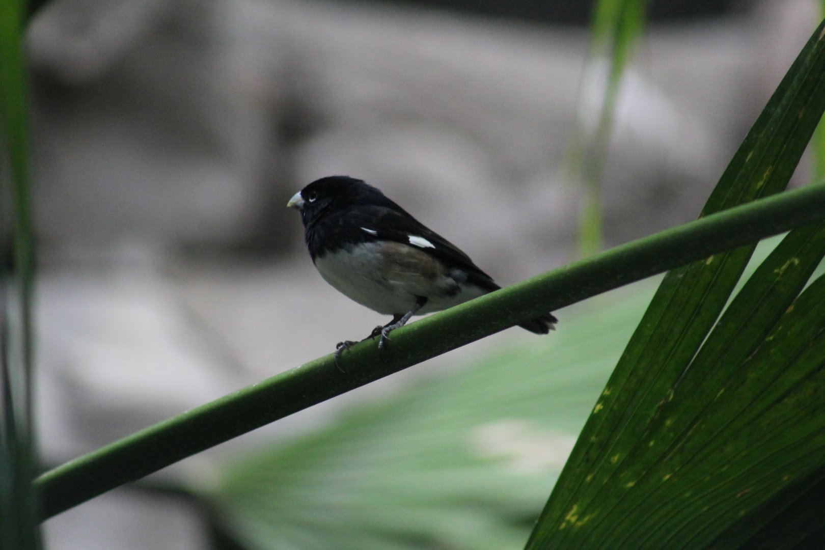 Black-and-White Seedeater