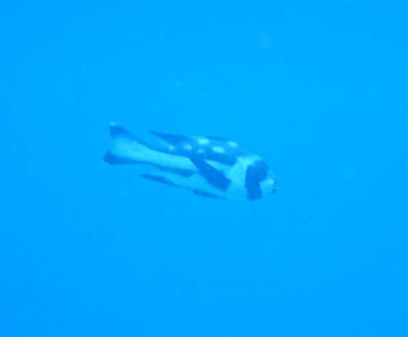 Black-And-White Snapper Juvenile