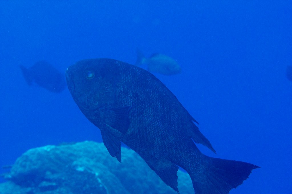 Black-and-White Snapper