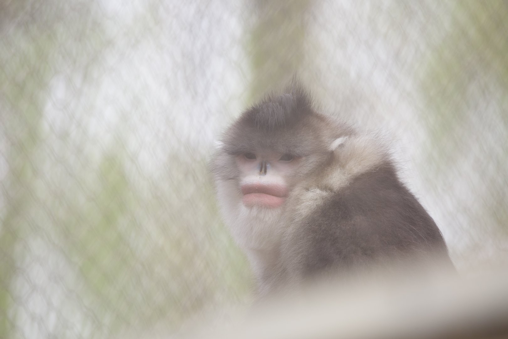 Black-and-white snub-nosed monkey/ Rhinopithecus bieti