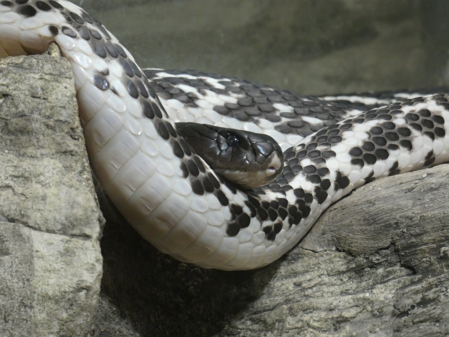 Black-and-white spitting cobra