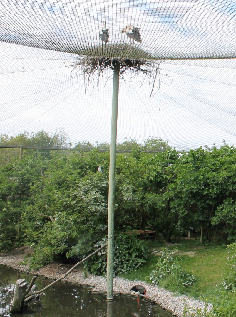 Black and White storks