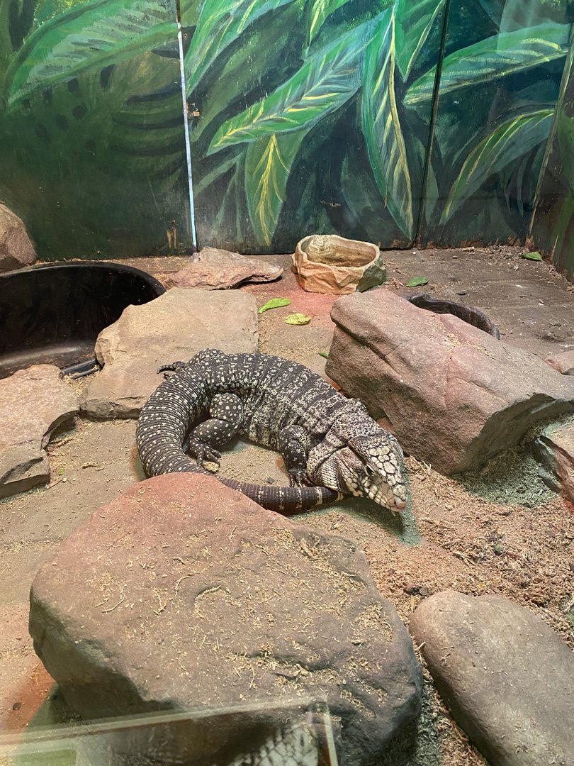 Black and White Tegu - 6/22/2023