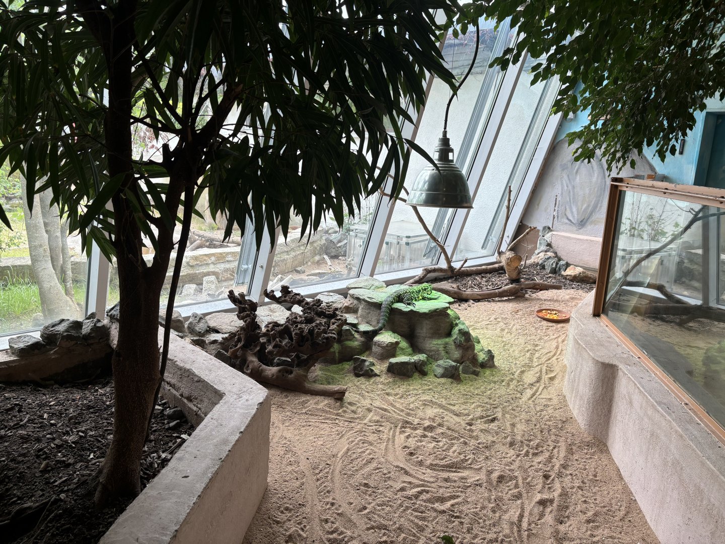 Black and White Tegu Enclosure at Zoologischer Garten Hof