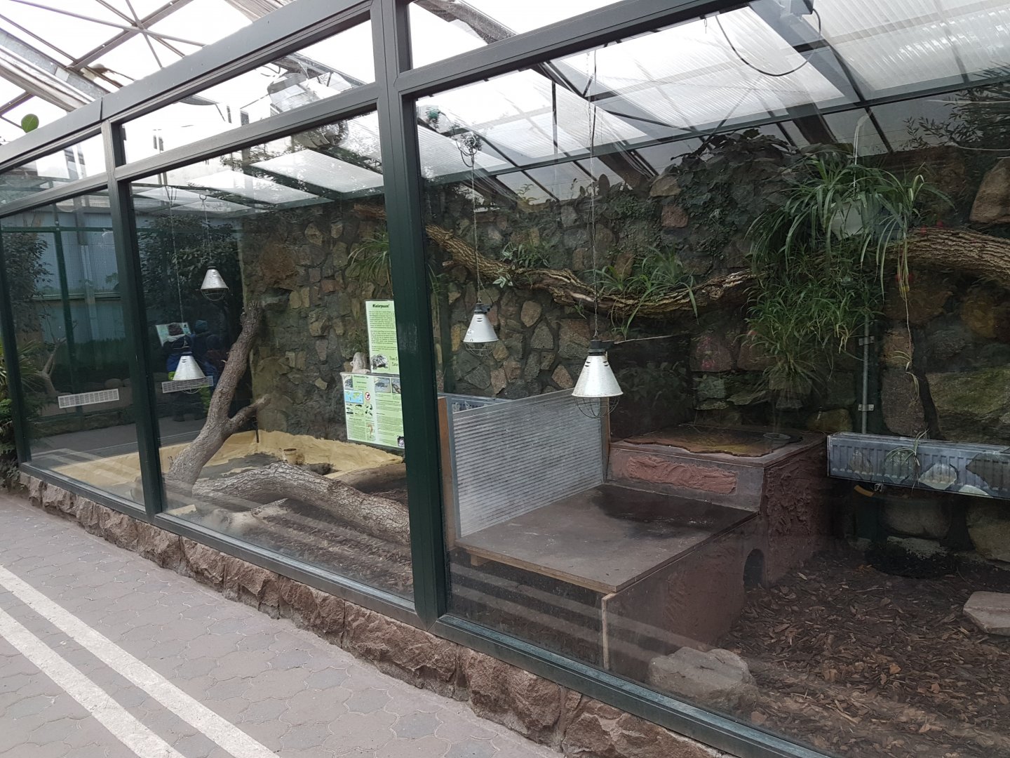 Black and white tegu-enclosure