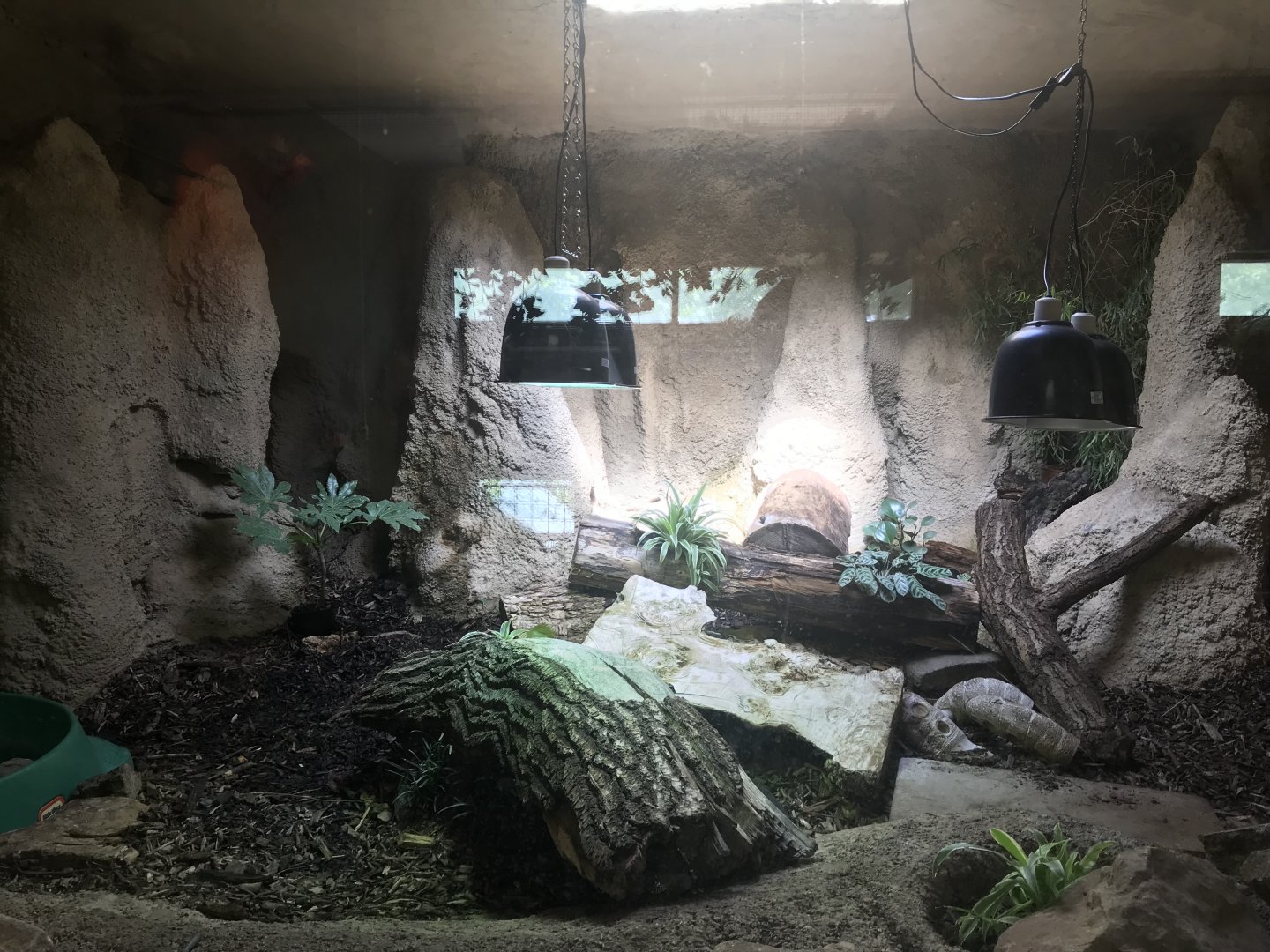 Black and white tegu enclosure