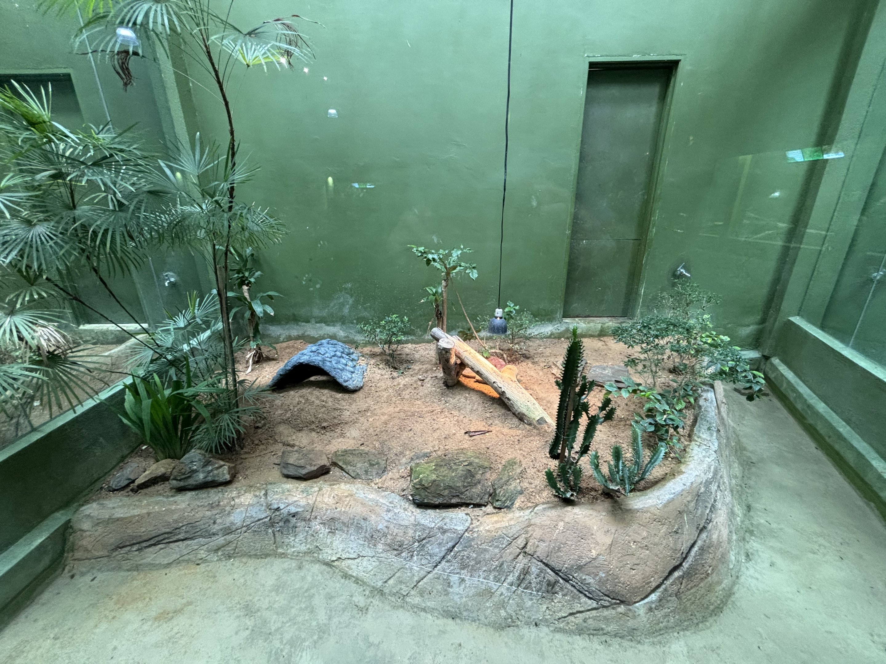 Black-and-white Tegu Exhibit