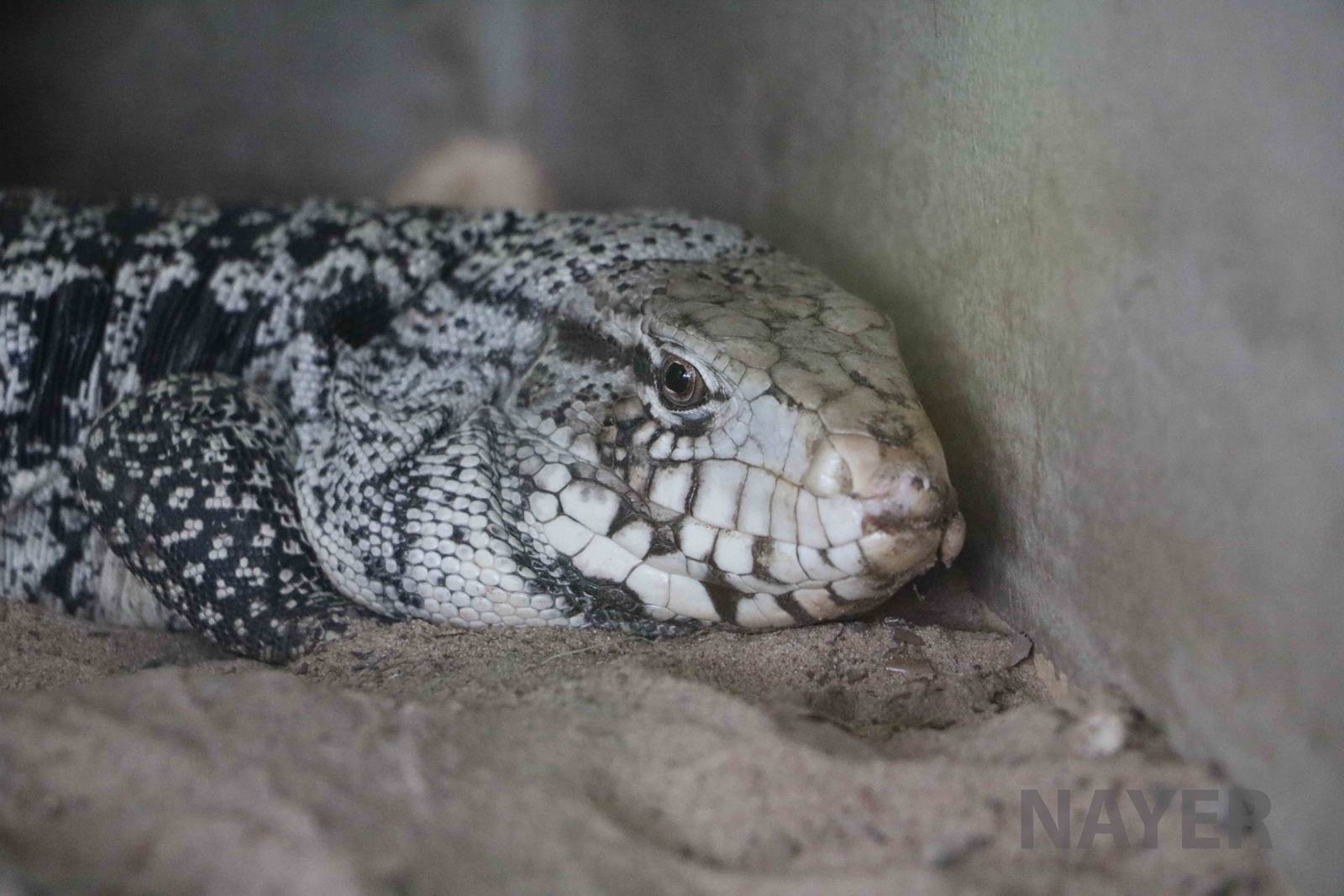 Black-and-white tegu, March 2016