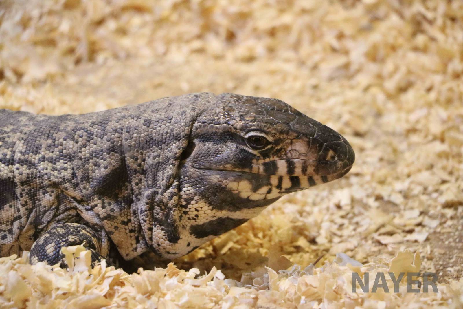 Black-and-white tegu - Mendoza Serpentarium ('Centro Anaconda'), April 2016