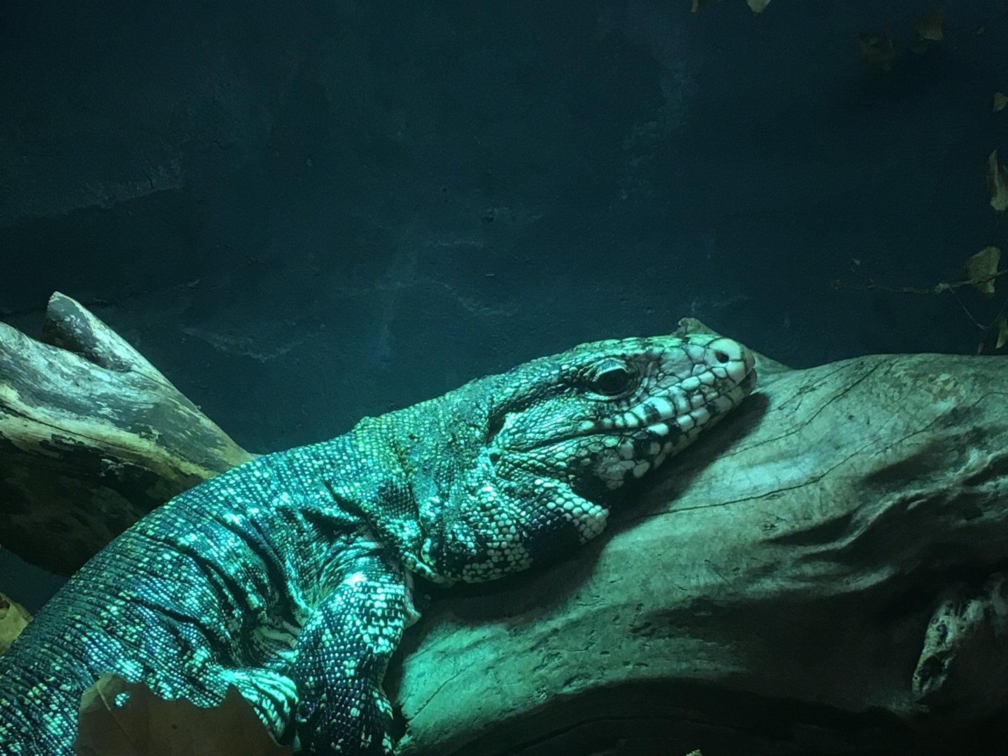 Black-and-white tegu (Salvator merianae) at the Reptile Village Conservation Zoo
