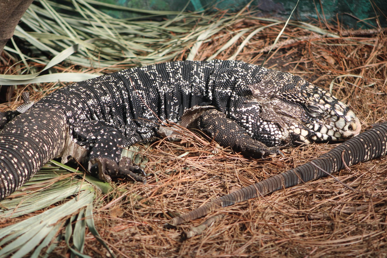Black-and-White Tegu (Salvator merianae)