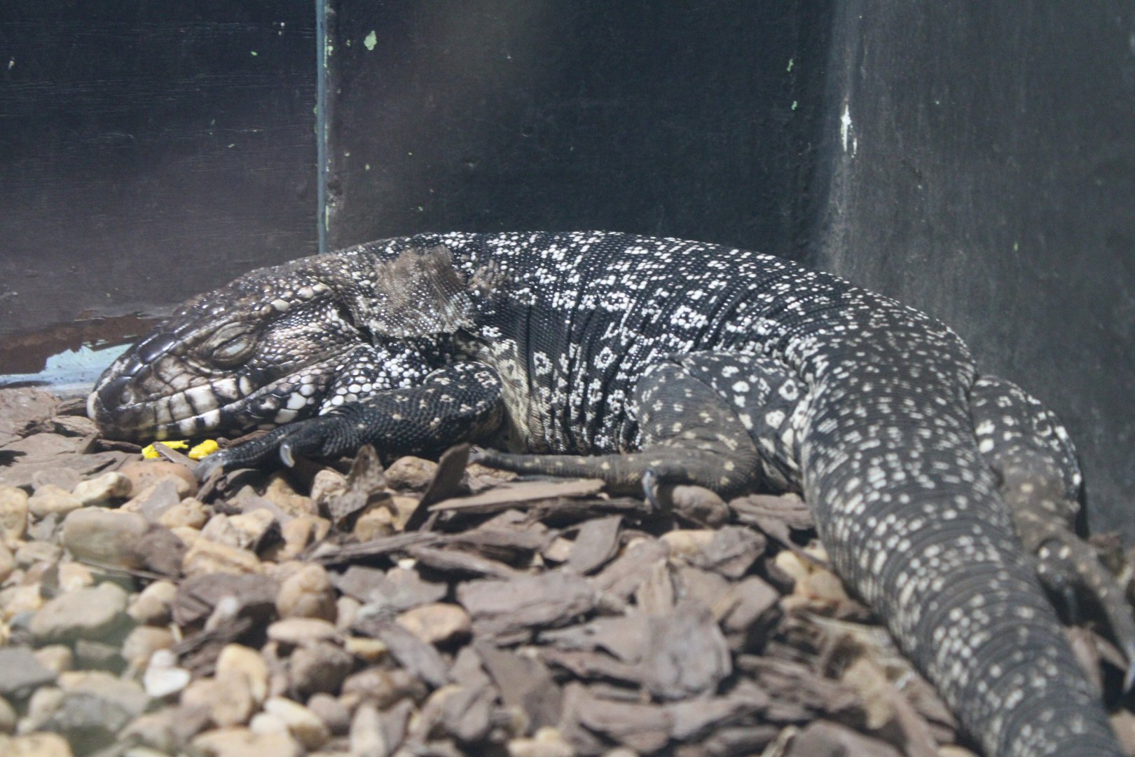 Black-and-White Tegu (Salvator merianae)