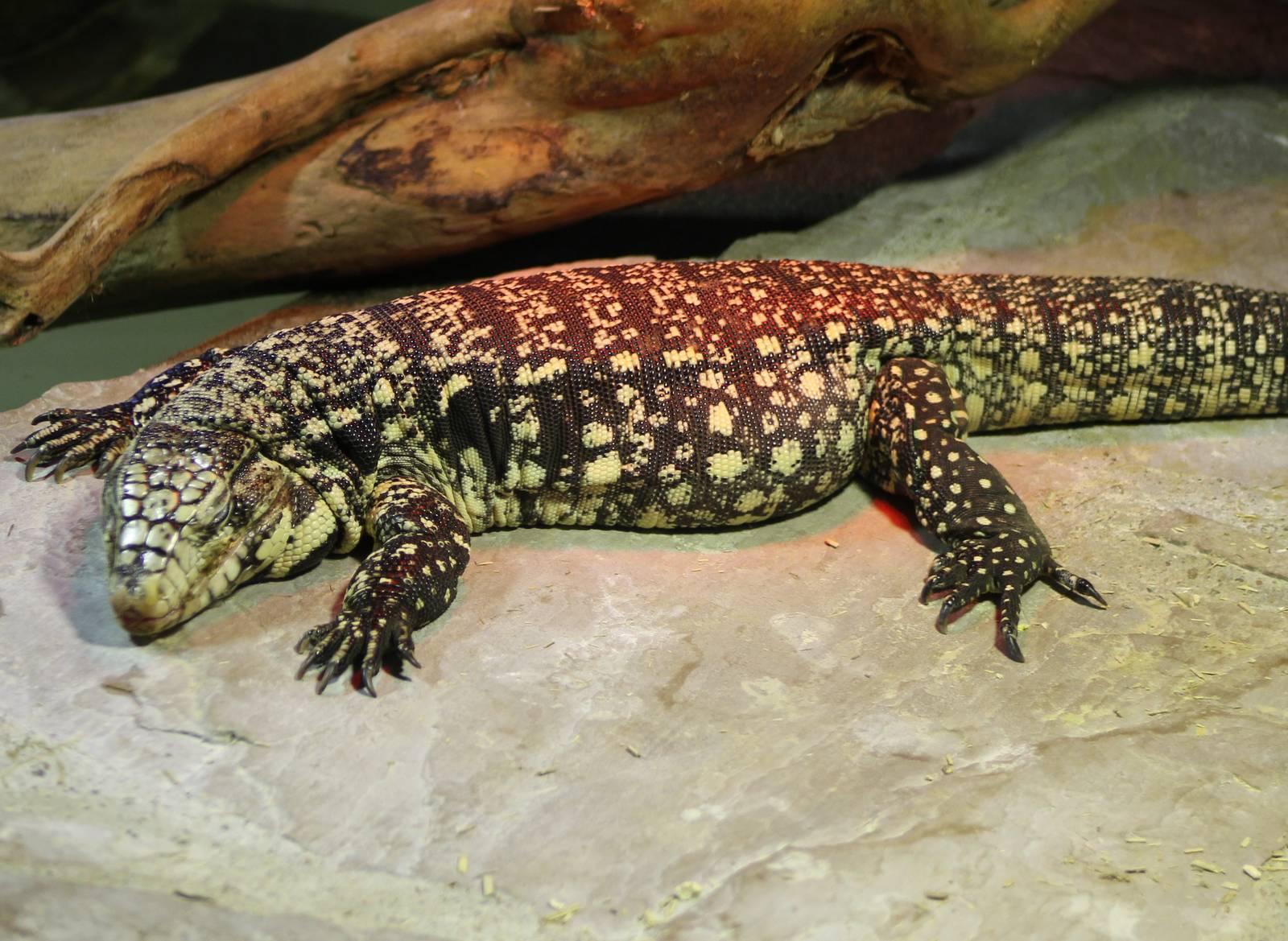 Black and white tegu