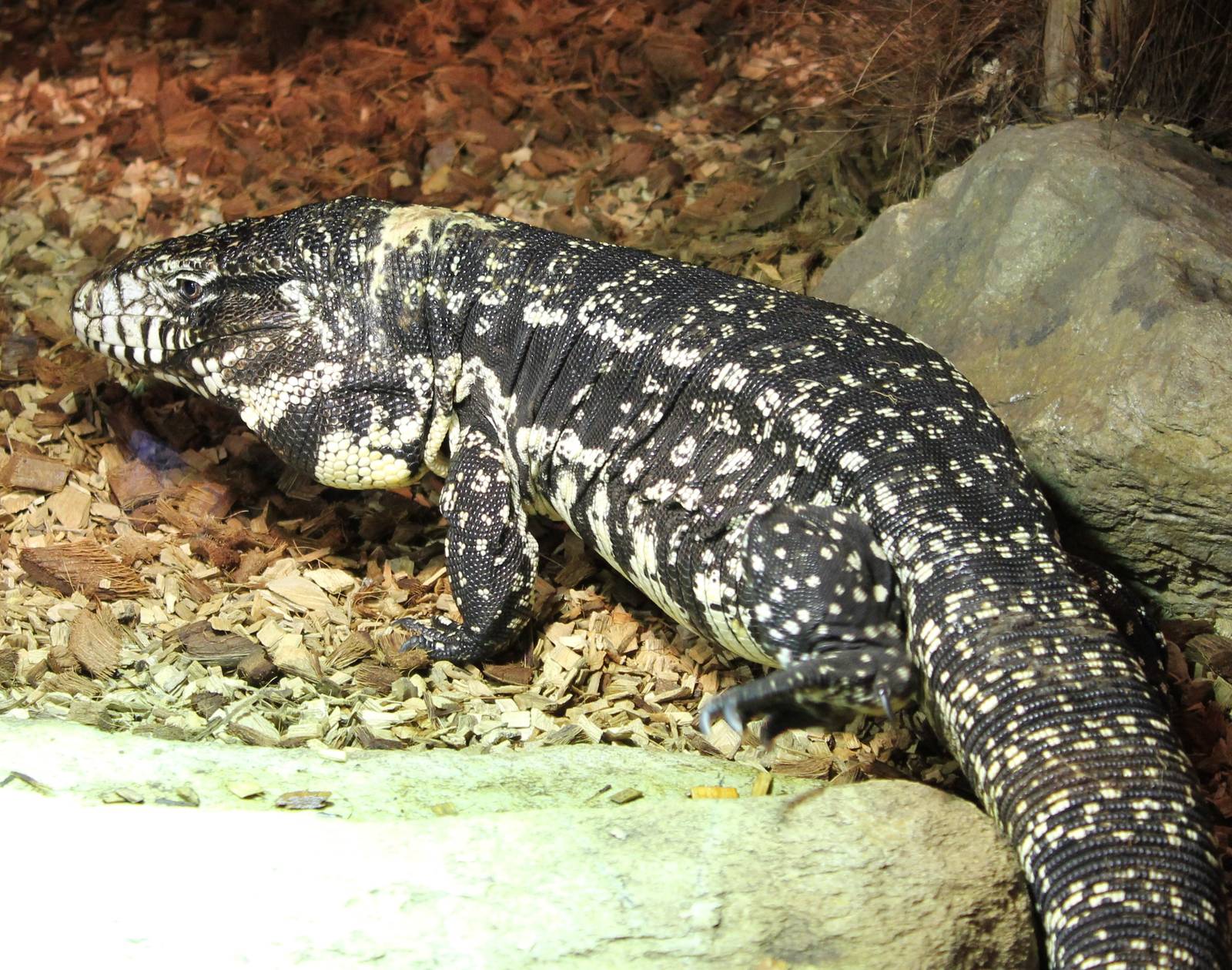 Black and white tegu