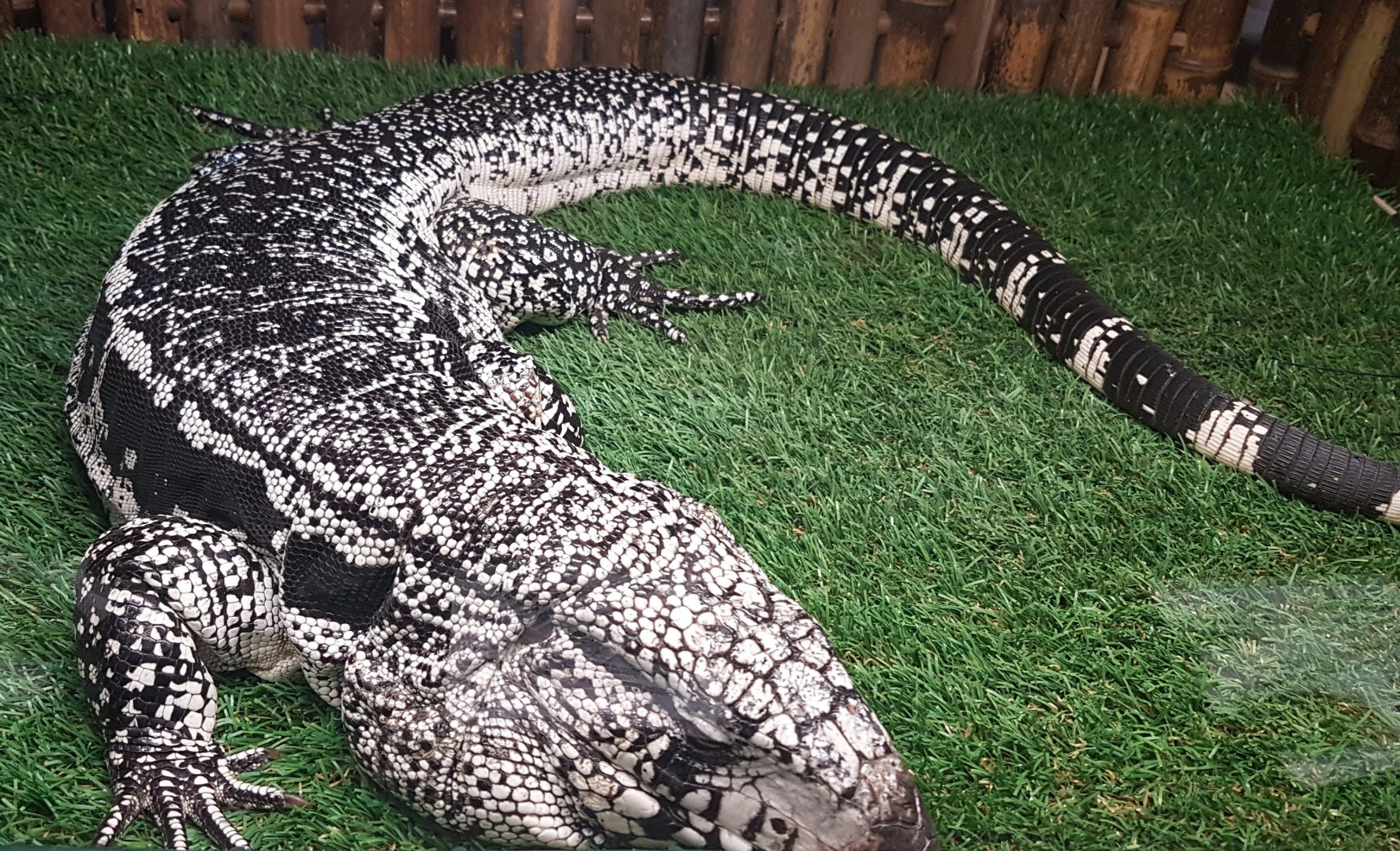 Black and white tegu