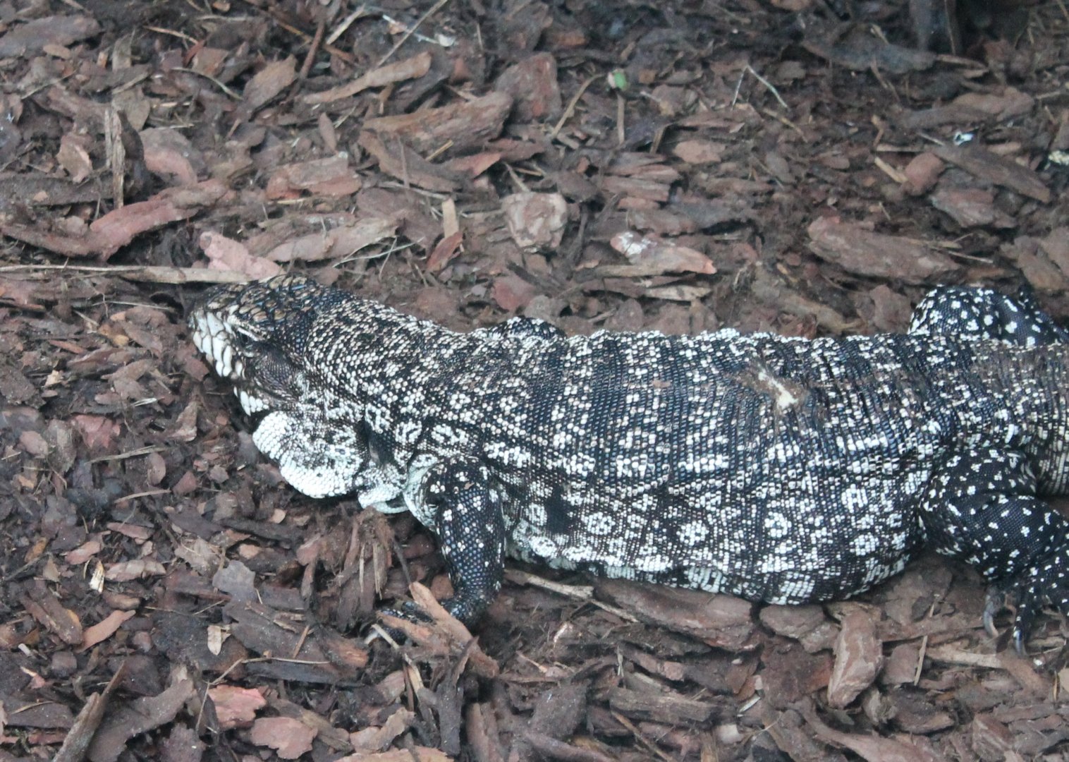 Black and white tegu