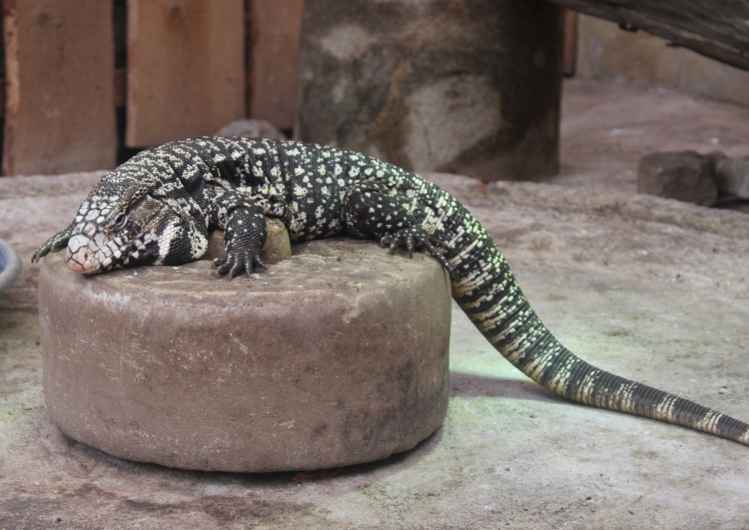Black and white tegu