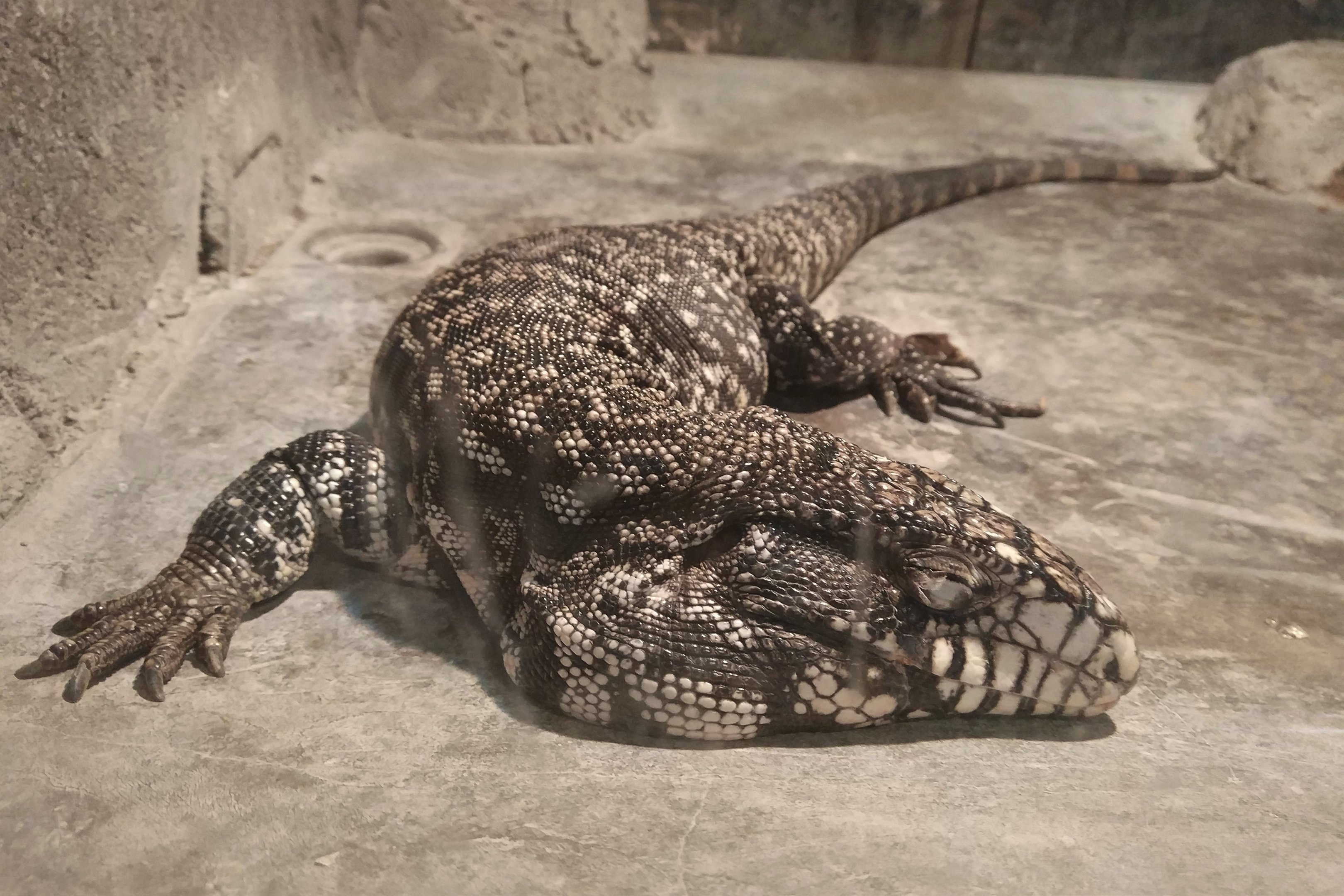 Black And White Tegu
