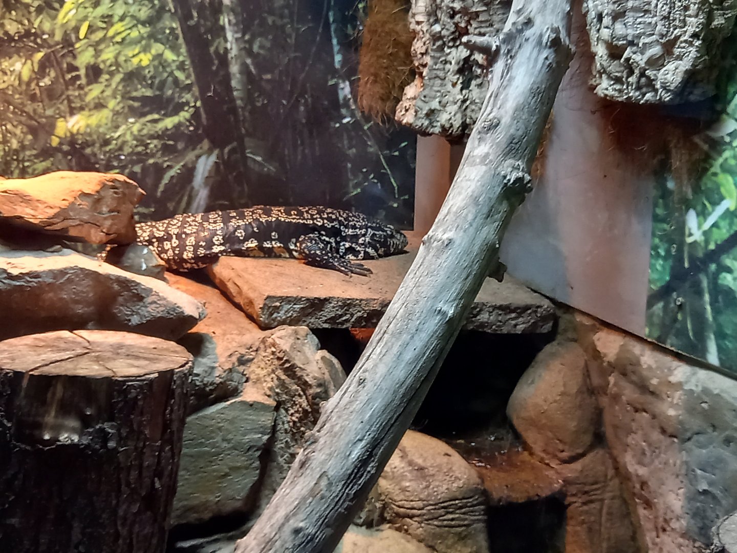 Black and White Tegu