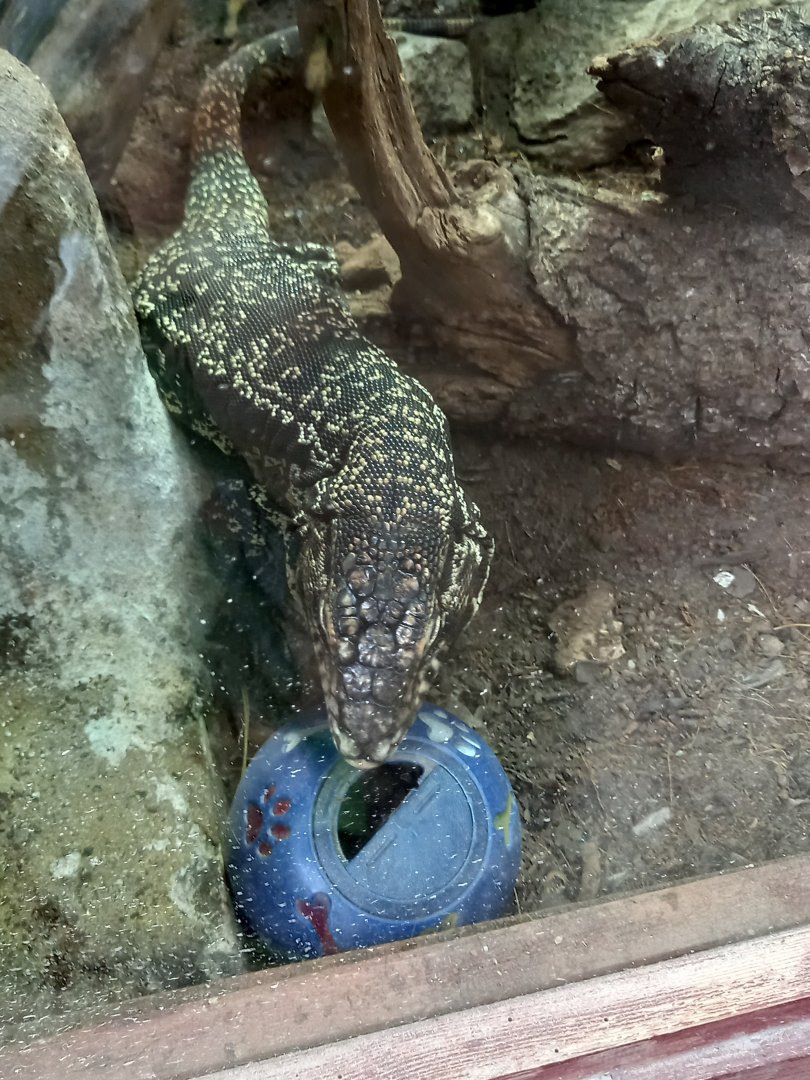 Black and White Tegu