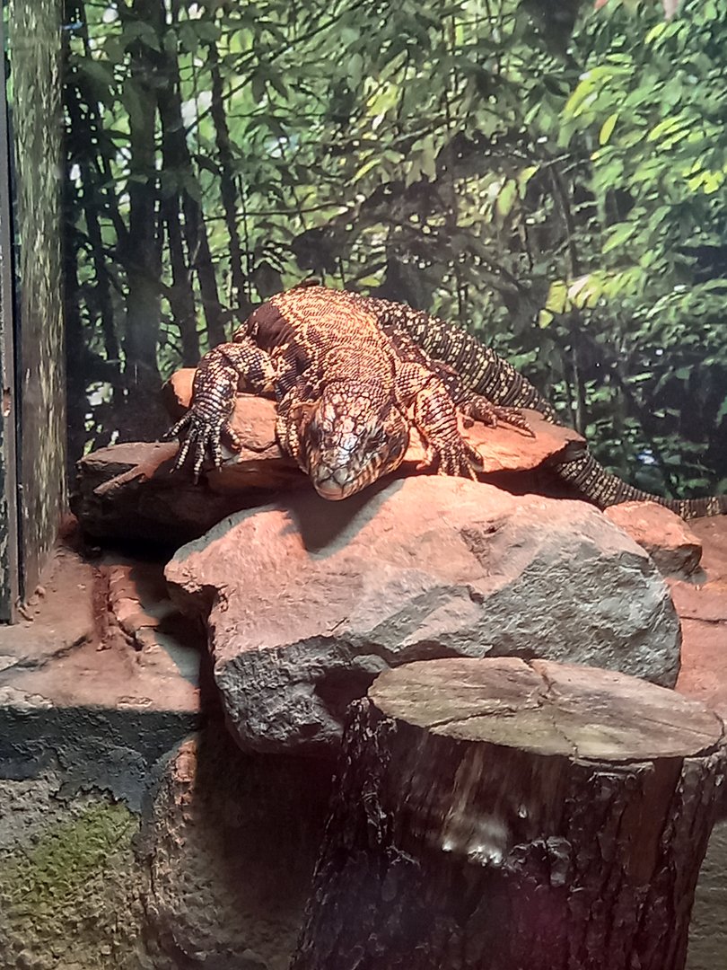 Black and White Tegu