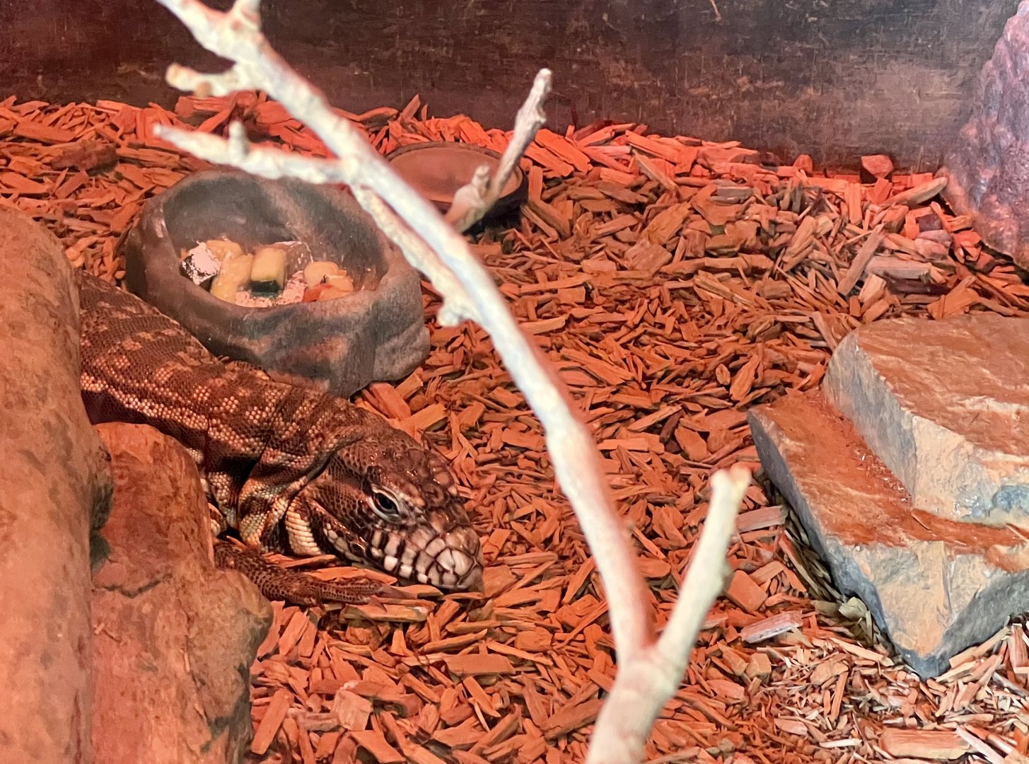 Black and White Tegu