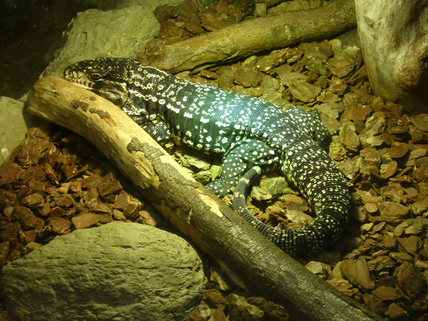 Black-and-white tegu
