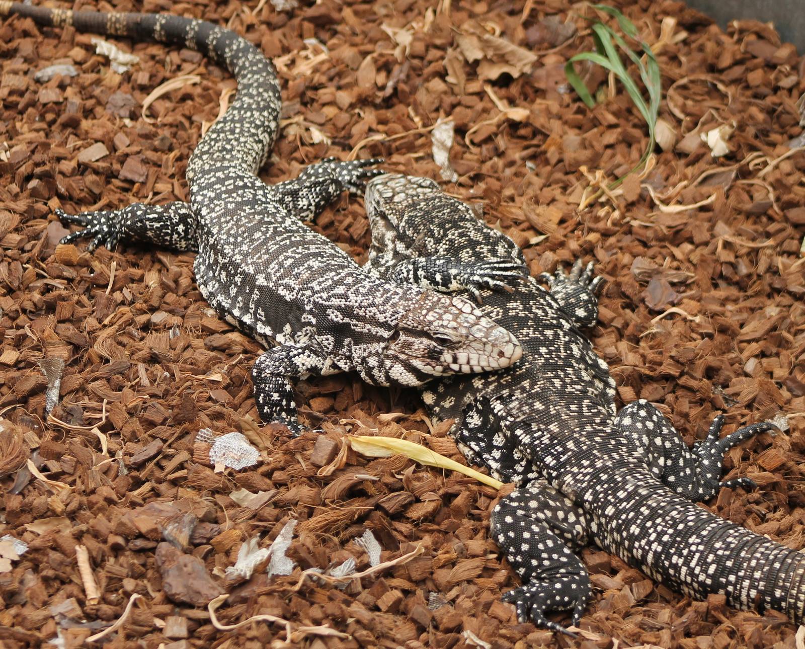 Black and white tegus