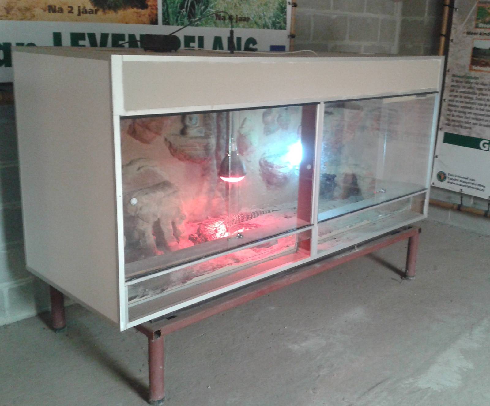 Black and white teju enclosure