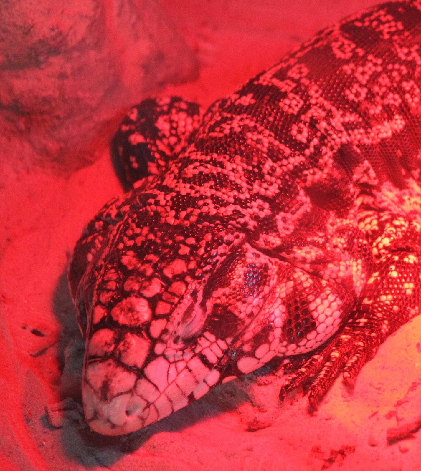 Black and white teju