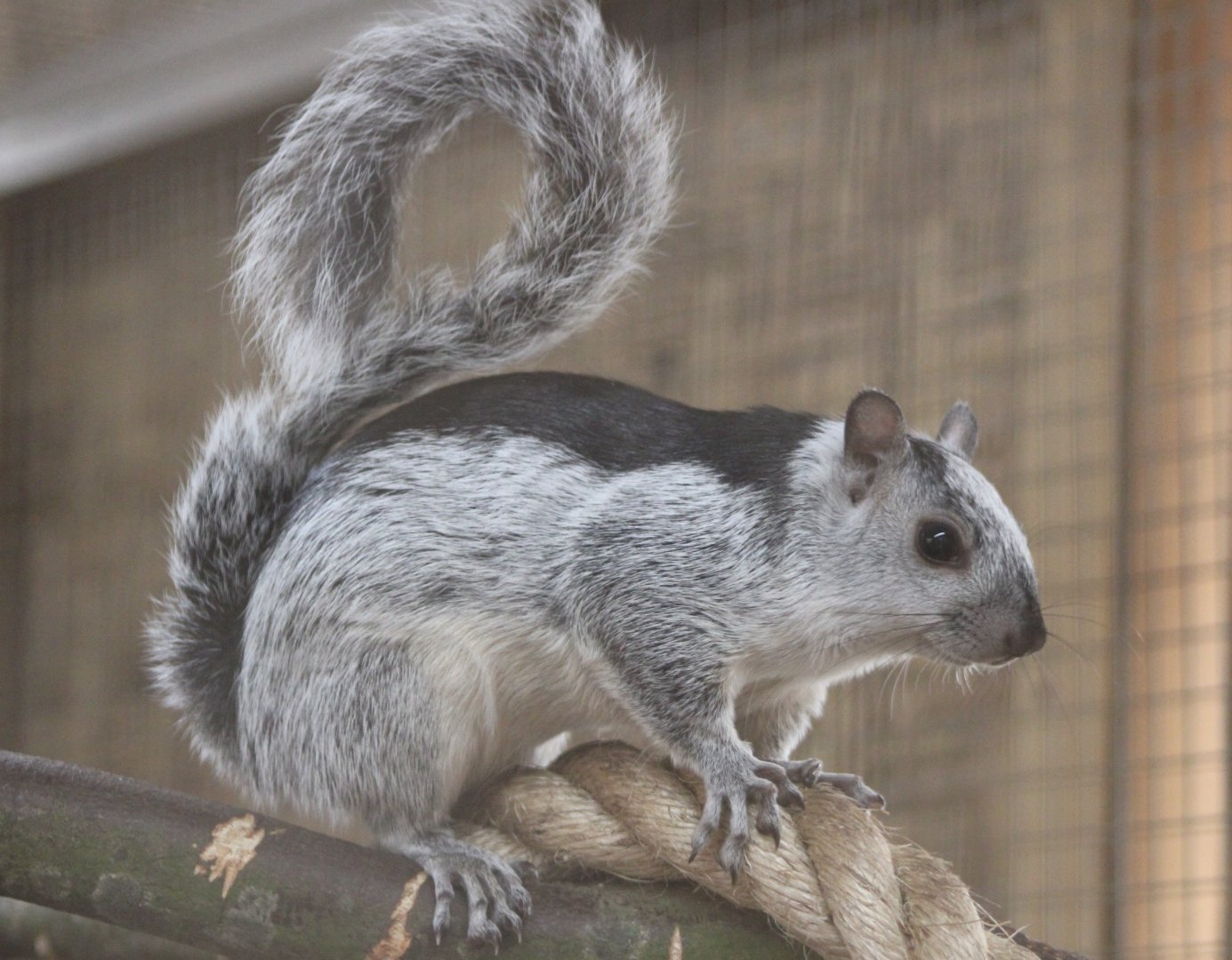 Black and white variegated squirrel - Sciurus variegatoides dorsalis