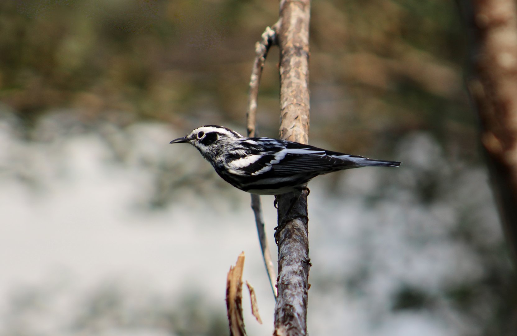 Black-and-White Warbler (Mniotilta varia)