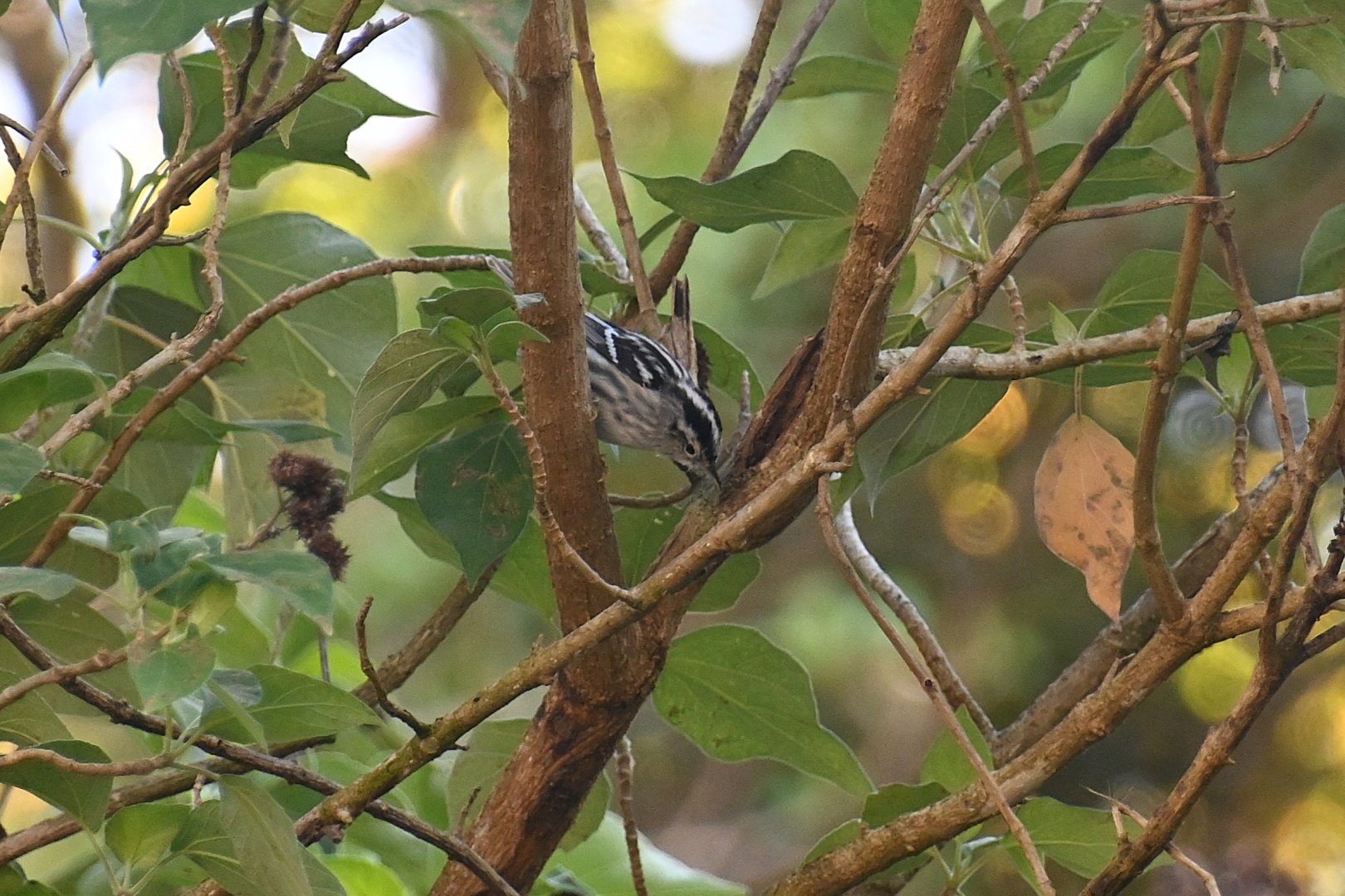 Black-and-white warbler (Mniotilta varia)
