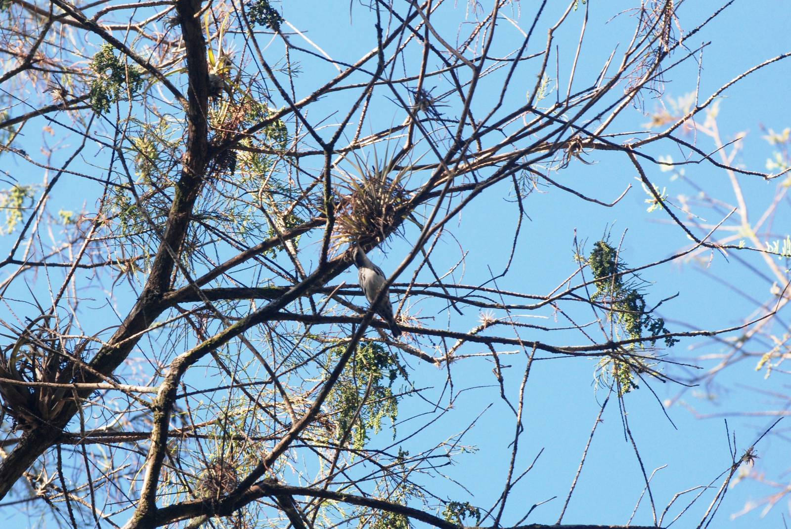 Black-and-White Warbler, Western Everglades/Big Cypress, October 2013