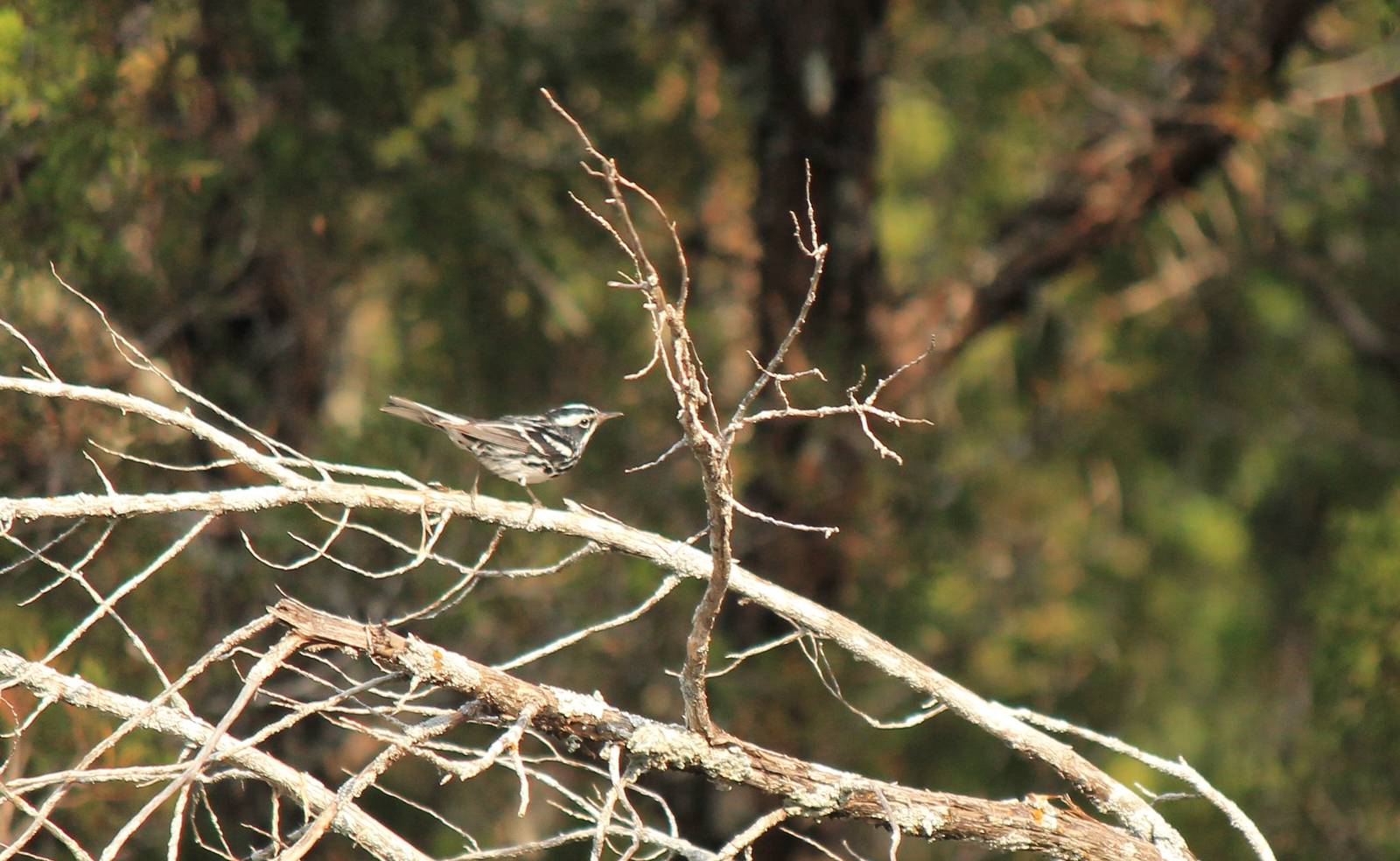 Black-and-White Warbler