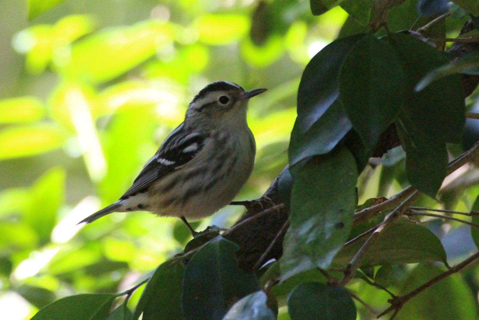 Black-and-white Warbler